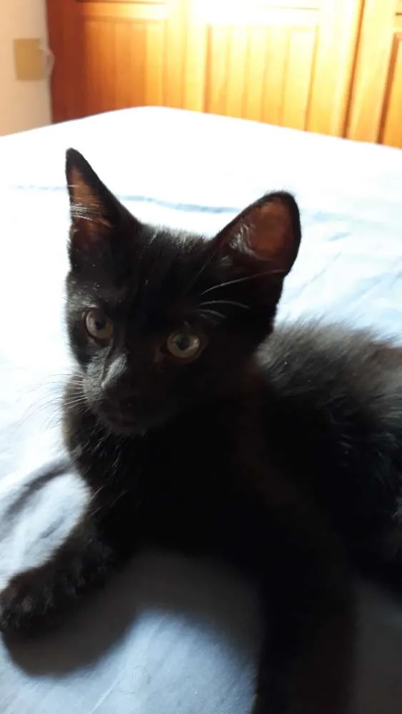 Gato raça SRD idade 2 a 6 meses nome Sem nome definido