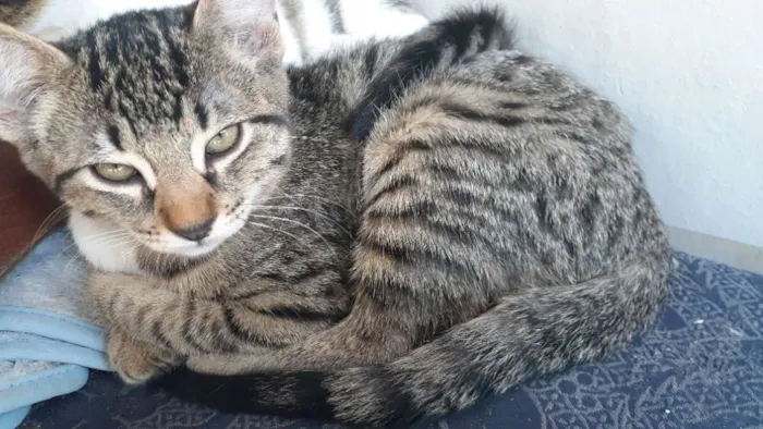 Gato ra a  idade 2 a 6 meses nome Não tem 