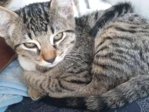 Gato raça  idade 2 a 6 meses nome Não tem 