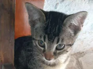 Gato raça Não sei  idade 2 a 6 meses nome Não tem nomes 