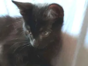 Gato raça SRD idade 2 a 6 meses nome Sem nome definido