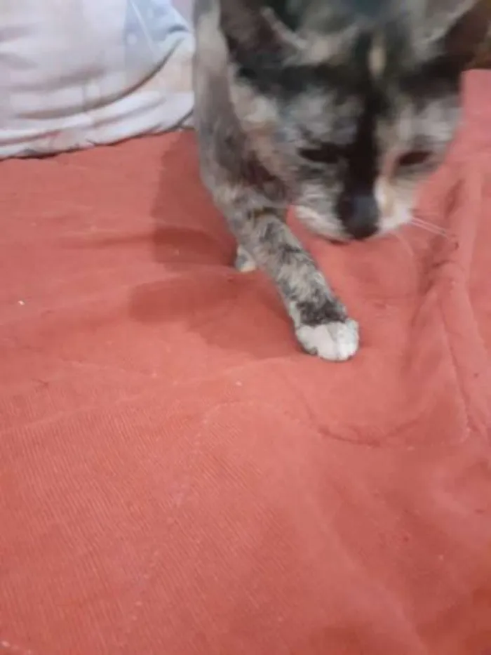 Gato ra a  idade 2 a 6 meses nome Pandora