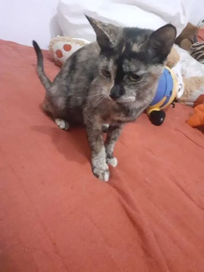 Gato ra a  idade 2 a 6 meses nome Pandora