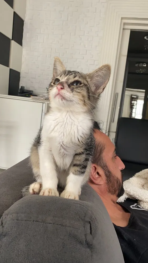 Gato ra a  idade 2 a 6 meses nome Tigrão