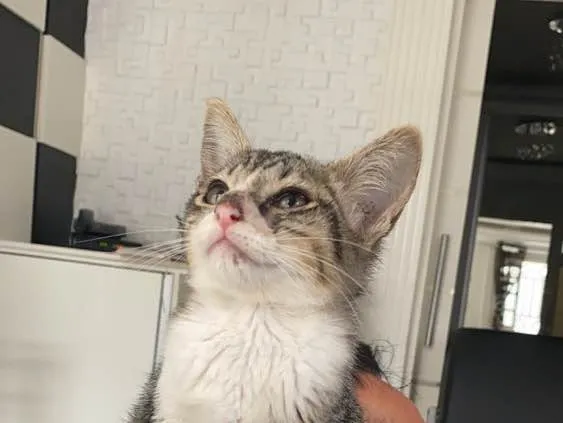 Gato ra a  idade 2 a 6 meses nome Tigrão