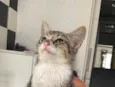 Tigrão
