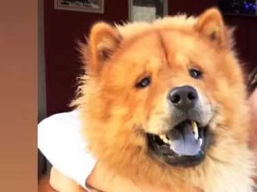 Cachorro ra a Chow chow idade 1 ano nome Thor
