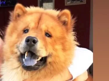 Cachorro ra a Chow chow idade 1 ano nome Thor