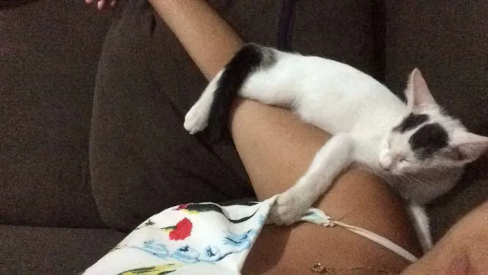 Gato ra a Srd  idade 2 a 6 meses nome Sem nome