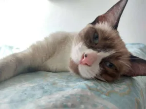 Gato raça SRD idade 7 a 11 meses nome Chloe