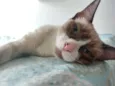 Chloe