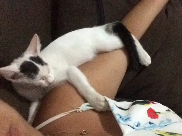 Gato ra a Srd  idade 2 a 6 meses nome Sem nome