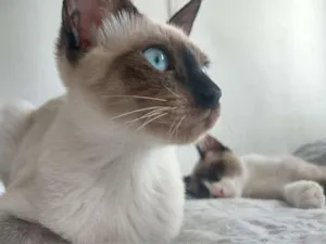 Gato raça SRD idade 7 a 11 meses nome Claire