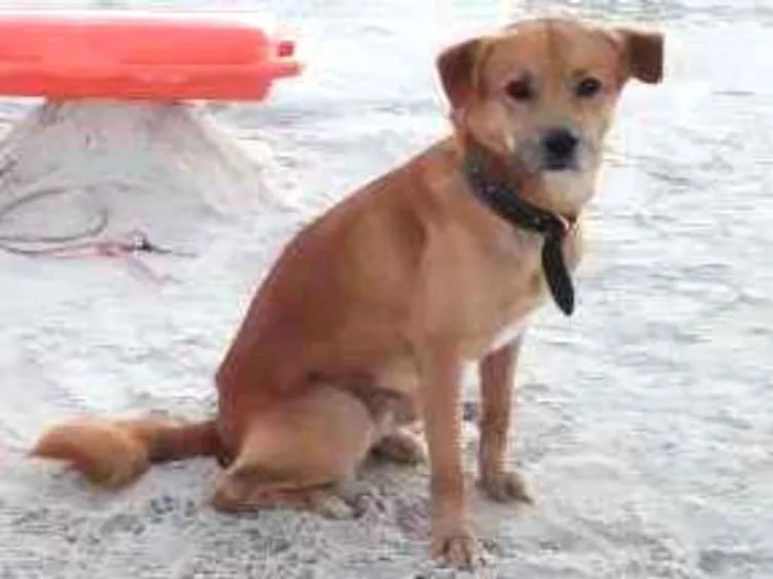 Cachorro raça Srd idade 2 anos nome Dino