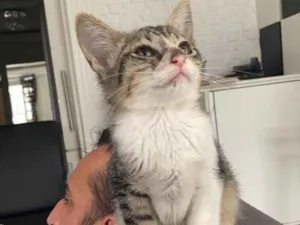 Gato raça  idade 2 a 6 meses nome Tigrão