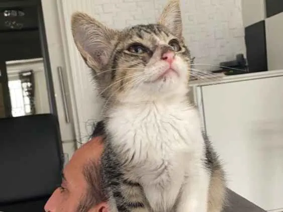 Gato ra a  idade 2 a 6 meses nome Tigrão