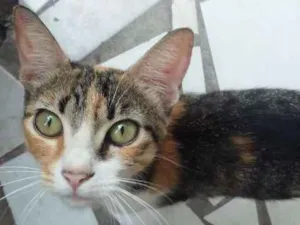 Gato raça comun idade 7 a 11 meses nome chita