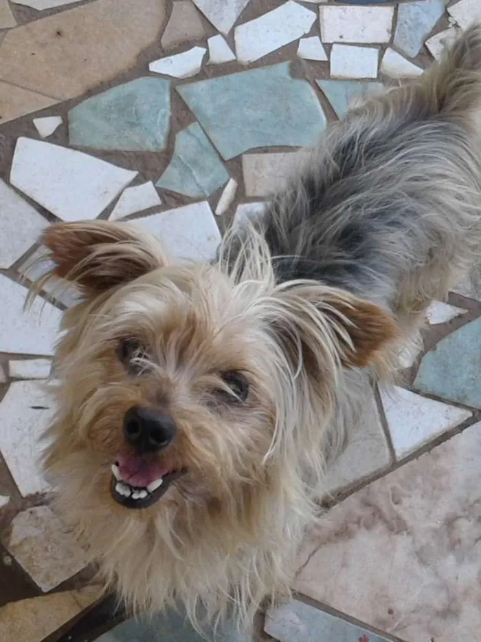 Cachorro raça Yorkshire idade 1 ano nome Marley