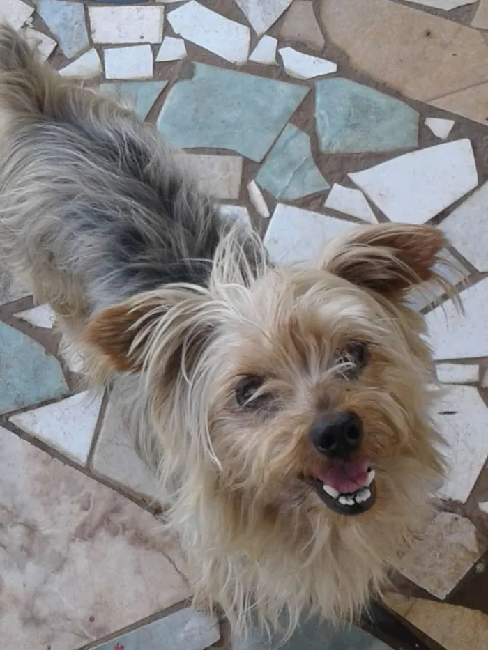 Cachorro raça Yorkshire idade 1 ano nome Não sei nome