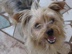 Cachorro raça Yorkshire idade 1 ano nome Marley