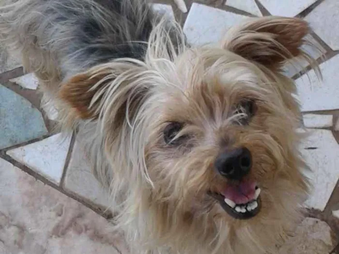 Cachorro raça Yorkshire idade 1 ano nome Não sei nome