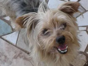 Cachorro raça Yorkshire idade 1 ano nome Não sei nome