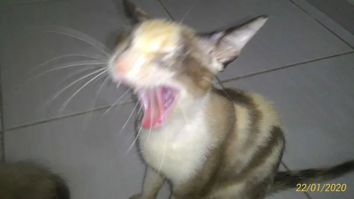 Gato ra a  idade 2 a 6 meses nome Varios