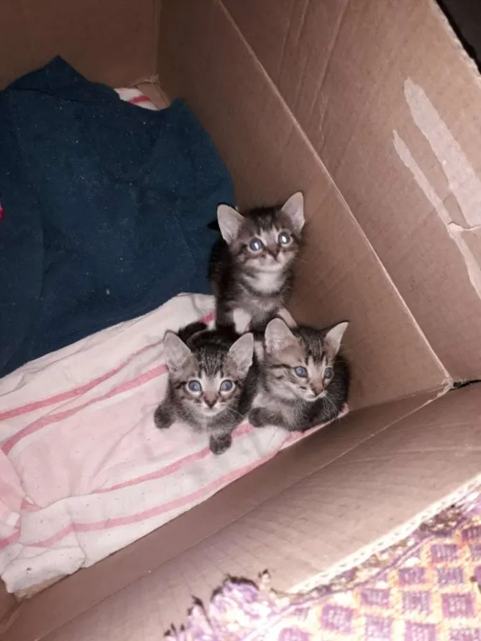 Gato ra a Sem raça definida idade 2 a 6 meses nome Sem nome