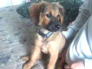 Cachorro raça vira-lata idade 2 a 6 meses nome Hachiko