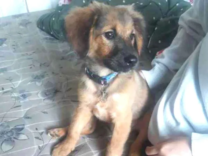 Cachorro ra a vira-lata idade 2 a 6 meses nome Hachiko