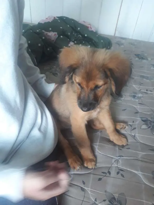 Cachorro ra a vira-lata idade 2 a 6 meses nome Hachiko