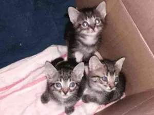 Gato raça Sem raça definida idade 2 a 6 meses nome Sem nome