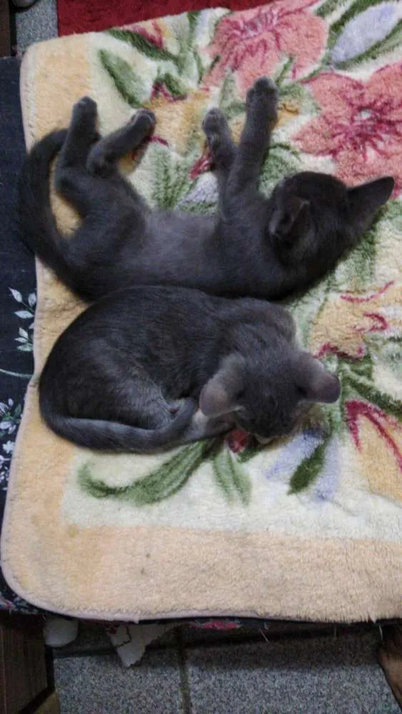 Gato raça SRD idade 2 a 6 meses nome Faisca e Fumaça