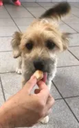 Pitu