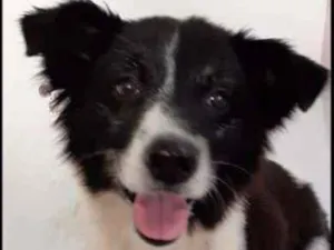 Cachorro raça SRD idade 3 anos nome Bento