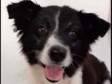 Cachorro ra a SRD idade 3 anos nome Bento