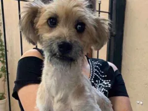 Cachorro raça srd idade 7 a 11 meses nome Pitu