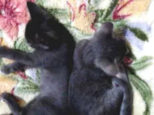 Gato raça SRD idade 2 a 6 meses nome Faisca e Fumaça