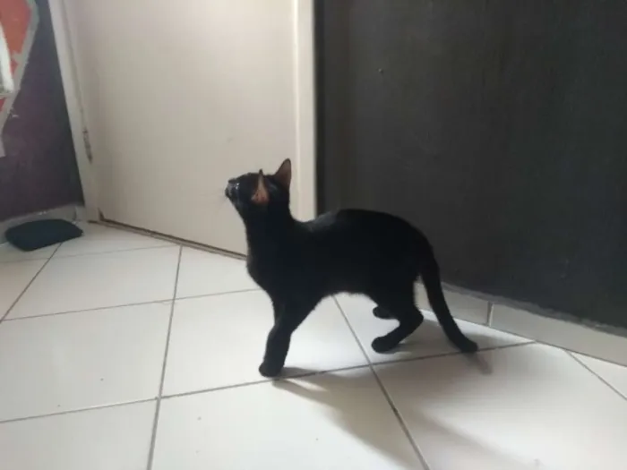 Gato ra a Comum idade 1 ano nome Phantera