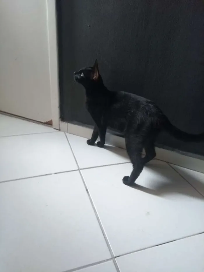 Gato ra a Comum idade 1 ano nome Phantera