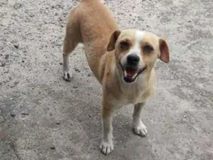 Cachorro raça Srd idade 4 anos nome Toquinho 