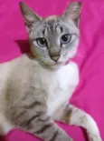 Mel