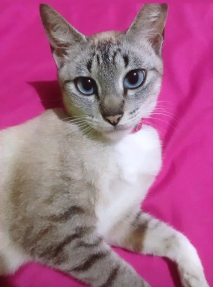 Gato ra a Sem raça definida idade 1 ano nome Mel