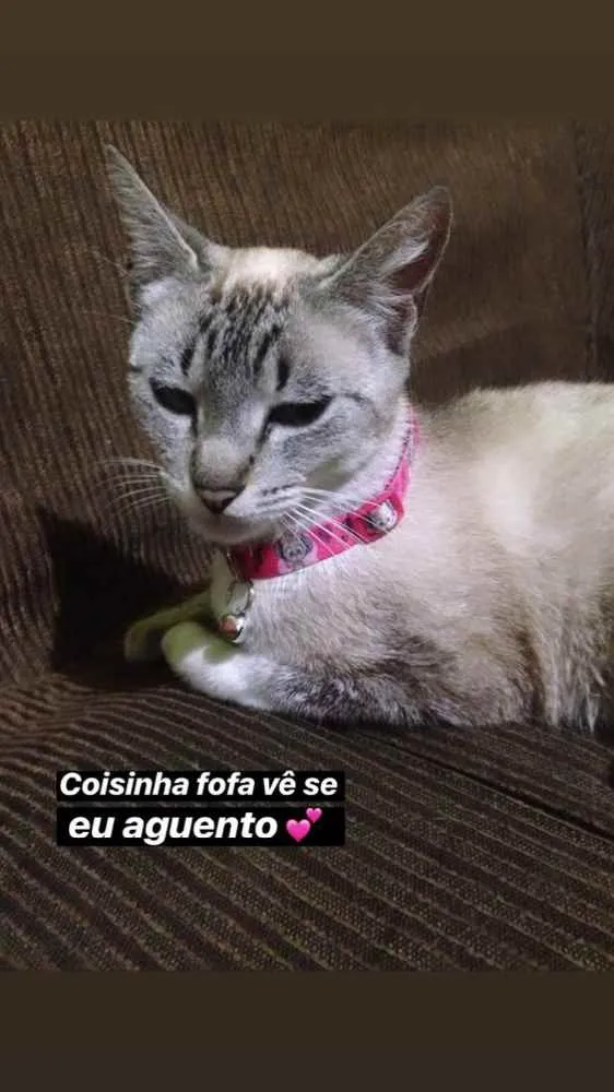 Gato ra a Sem raça definida idade 1 ano nome Mel