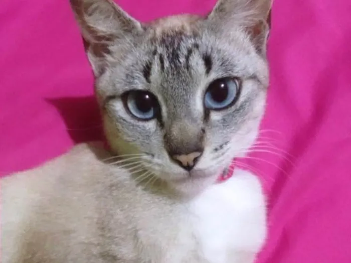 Gato ra a Sem raça definida idade 1 ano nome Mel