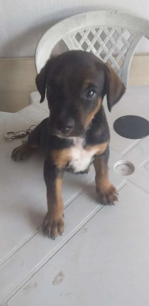 Cachorro ra a Mistura de raças  idade Abaixo de 2 meses nome Júnior 