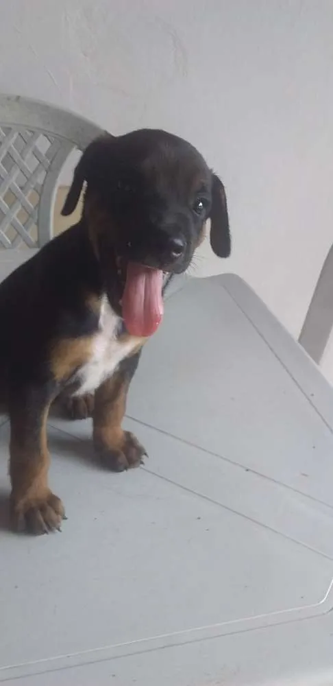 Cachorro ra a Mistura de raças  idade Abaixo de 2 meses nome Júnior 