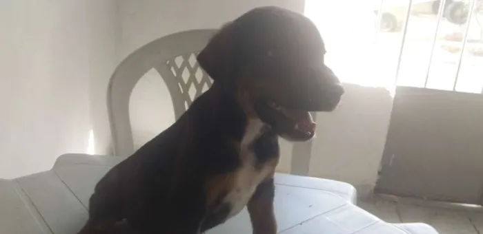 Cachorro ra a Mistura de raças  idade Abaixo de 2 meses nome Júnior 