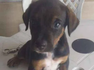 Cachorro raça Mistura de raças  idade Abaixo de 2 meses nome Júnior 