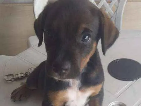 Cachorro ra a Mistura de raças  idade Abaixo de 2 meses nome Júnior 